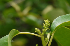 Excoecaria agallocha